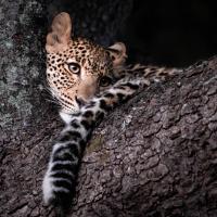 Leopard cub Zambia