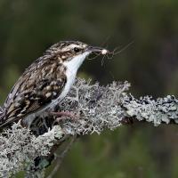 Treecreeper with spider